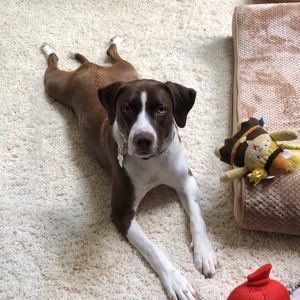 Fundraising Page: Braxton PAC ALUM